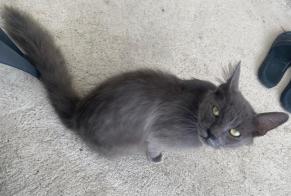 Avviso Ritrovamento Gatto Non conosciuta Ouarville Francia
