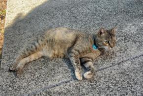 Avviso Ritrovamento Gatto Femmina , 2 anni Castanet-Tolosan Francia