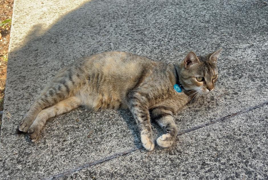 Avviso Ritrovamento Gatto Femmina , 2 anni Castanet-Tolosan Francia