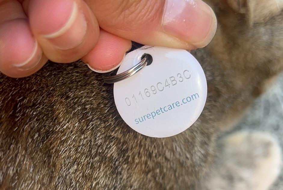 Avviso Ritrovamento Gatto Femmina , 2 anni Castanet-Tolosan Francia