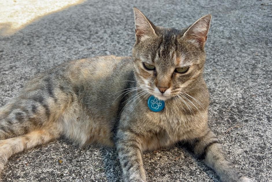 Avviso Ritrovamento Gatto Femmina , 2 anni Castanet-Tolosan Francia