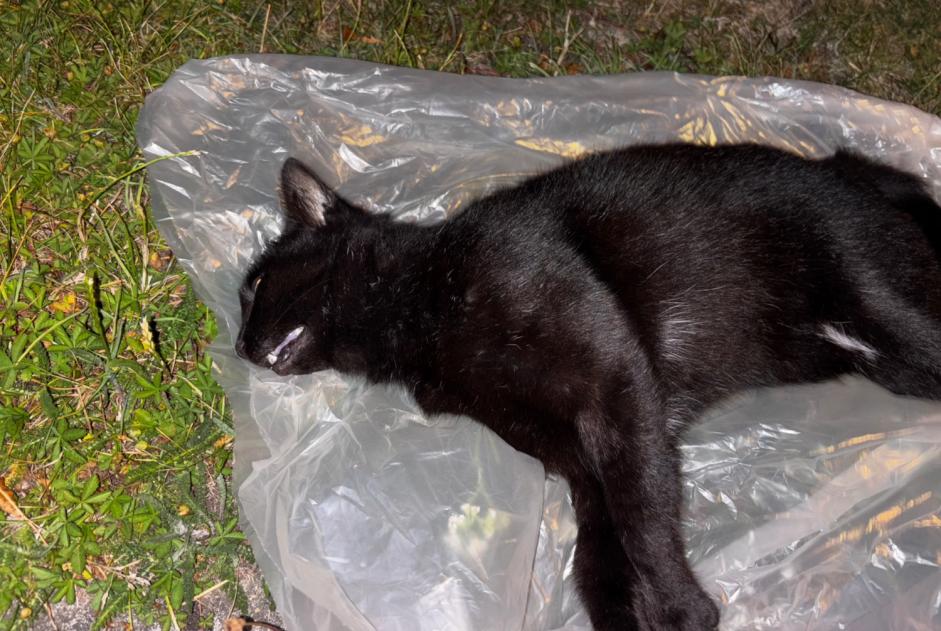 Avviso Ritrovamento Gatto incrocio di razze  Non conosciuta La Bassée Francia
