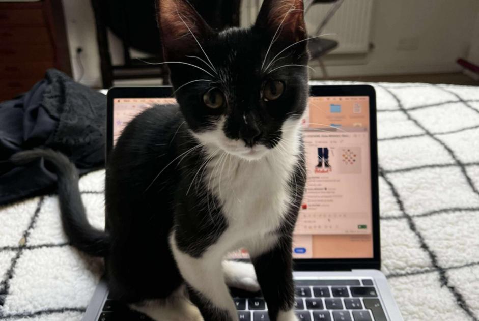 Avviso Ritrovamento Gatto Maschio Pantin Francia