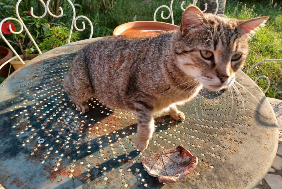 Avviso Ritrovamento Gatto Femmina Montauban Francia