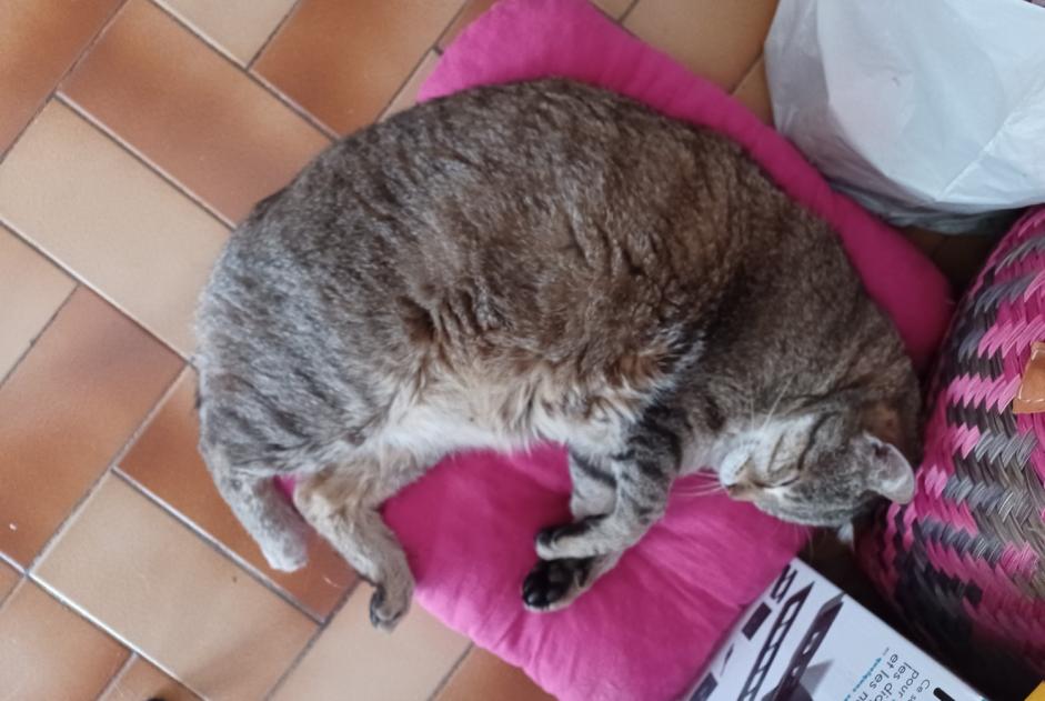Avviso Ritrovamento Gatto Femmina Montauban Francia