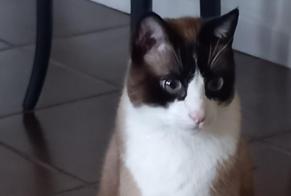 Avviso scomparsa Gatto incrocio di razze  Maschio , 7 anni Aigues-Vives Francia