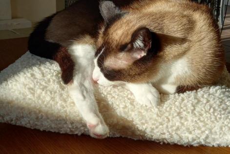 Avviso scomparsa Gatto incrocio di razze  Maschio , 7 anni Aigues-Vives Francia