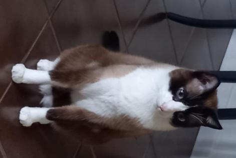 Avviso scomparsa Gatto incrocio di razze  Maschio , 7 anni Aigues-Vives Francia