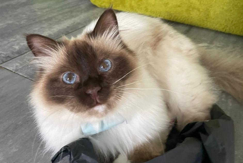 Avviso scomparsa Gatto  Maschio , 3 anni Meudon Francia