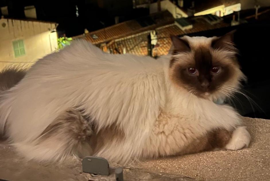 Avviso scomparsa Gatto  Maschio , 3 anni Meudon Francia
