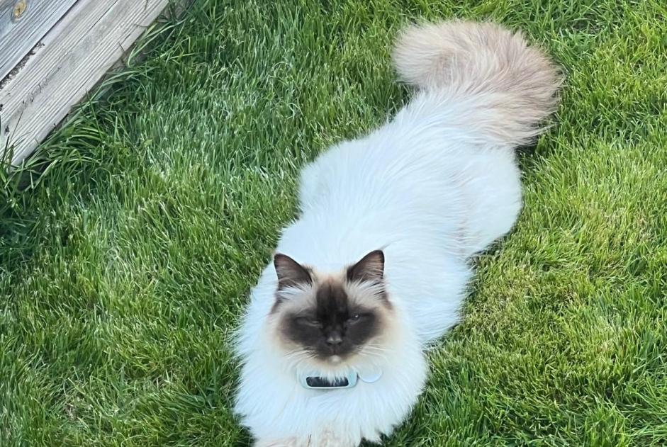 Avviso scomparsa Gatto  Maschio , 3 anni Meudon Francia