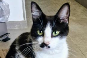 Avviso Ritrovamento Gatto Femmina Le Thor Francia