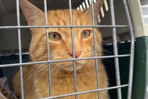 Avviso Ritrovamento Gatto incrocio di razze  Femmina Les Andelys Francia