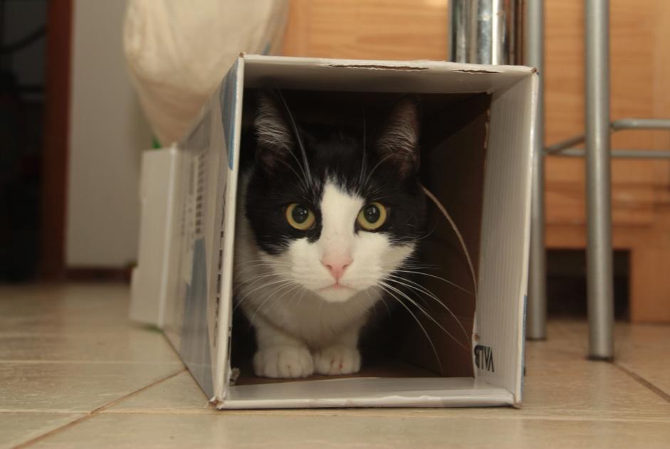 Avviso scomparsa Gatto incrocio di razze  Maschio , 4 anni Savasse Francia
