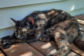 Avviso Ritrovamento Gatto incrocio di razze  Femmina Le Grau-du-Roi Francia