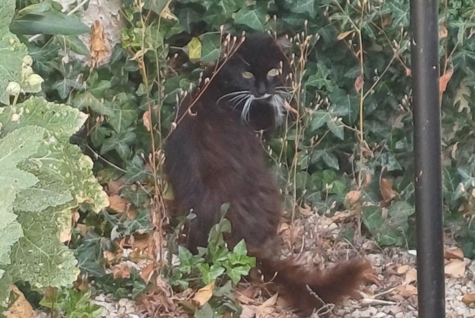 Avviso Ritrovamento Gatto Non conosciuta Châtellerault Francia