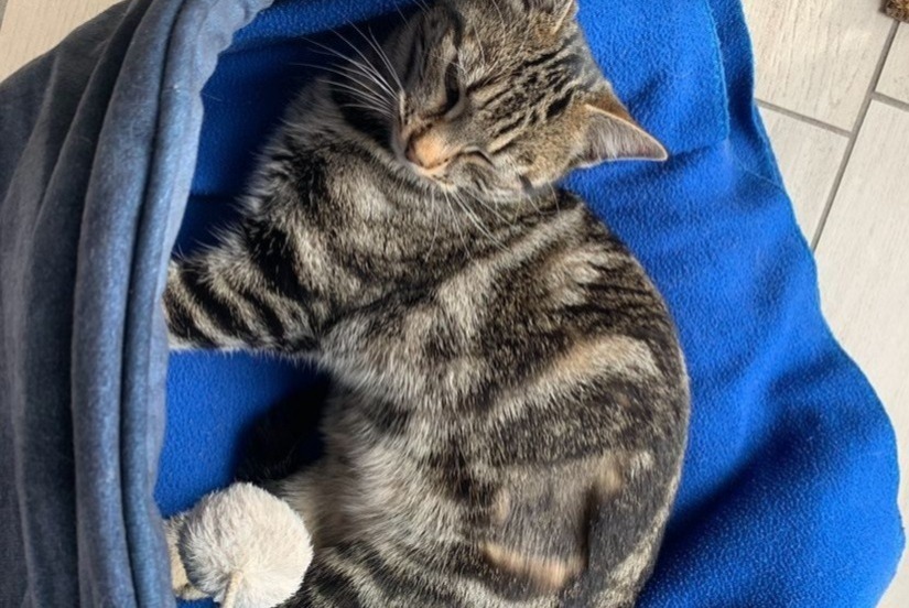 Avviso scomparsa Gatto  Femmina , 1 anni Villeurbanne Francia
