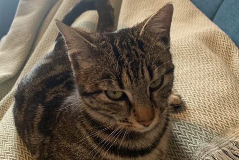 Avviso scomparsa Gatto  Femmina , 1 anni Villeurbanne Francia