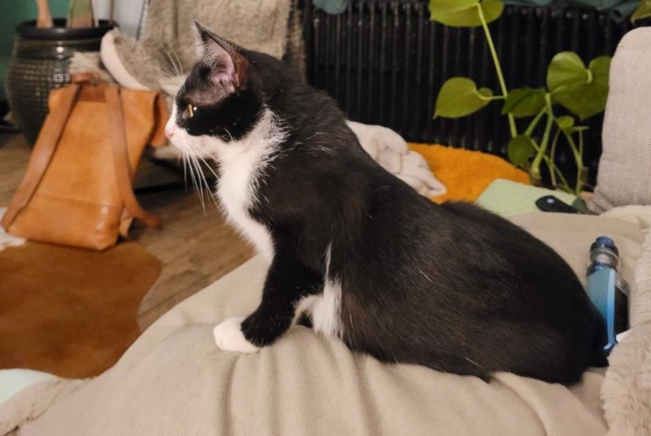 Avviso scomparsa Gatto Femmina , 1 anni Laneuveville-devant-Nancy Francia