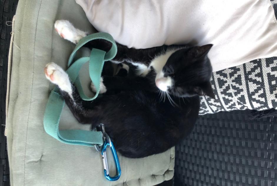 Avviso scomparsa Gatto Maschio , 4 anni Saint-Alban-Leysse Francia