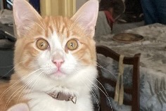 Avviso scomparsa Gatto Maschio , 1 anni Vayrac Francia