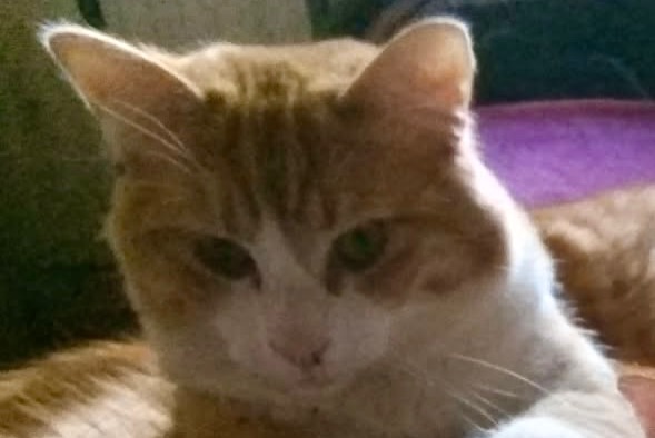 Avviso scomparsa Gatto Maschio , 1 anni Vayrac Francia