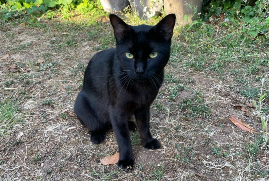 Avviso Ritrovamento Gatto Maschio Poitiers Francia