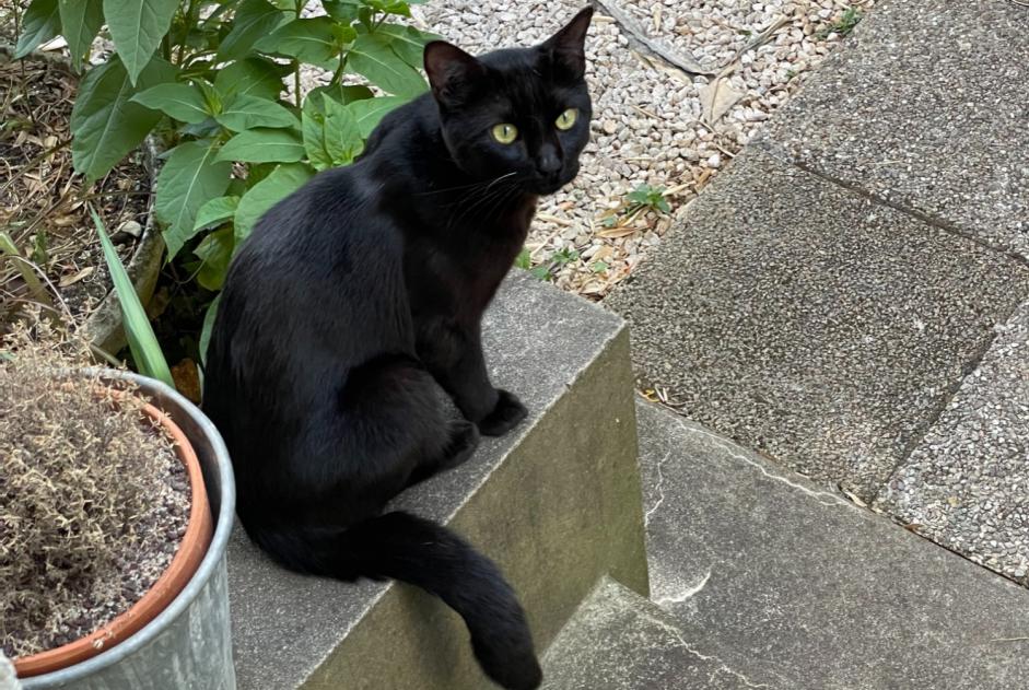Avviso Ritrovamento Gatto Maschio Poitiers Francia