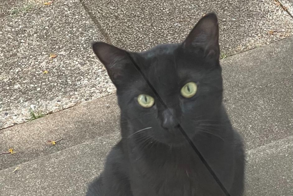 Avviso Ritrovamento Gatto Maschio Poitiers Francia