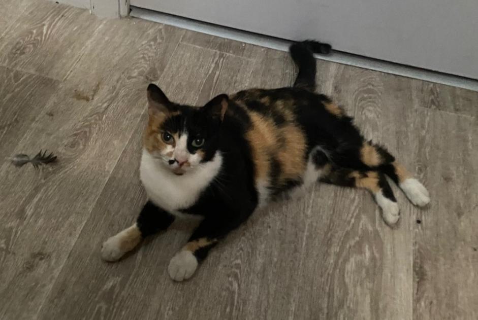 Avviso Ritrovamento Gatto Femmina Albi Francia