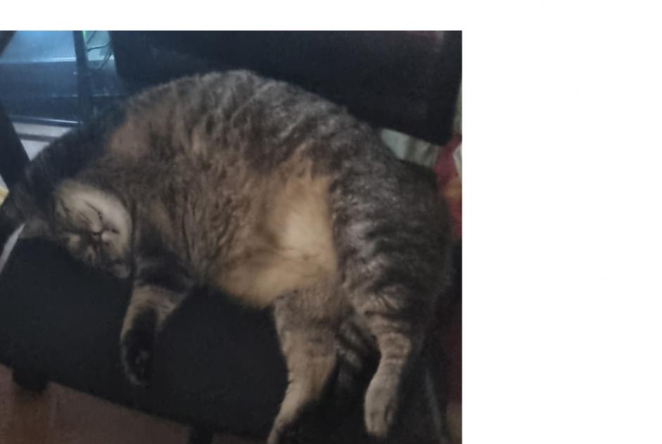 Avviso scomparsa Gatto incrocio di razze  Maschio , 7 anni Bétheny Francia