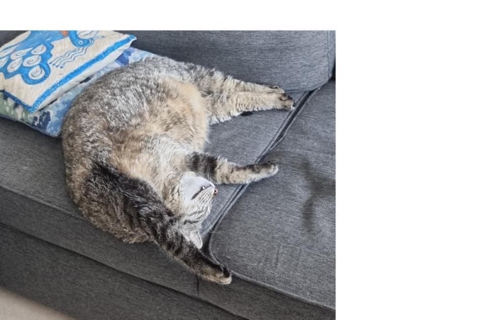 Avviso scomparsa Gatto incrocio di razze  Maschio , 7 anni Bétheny Francia