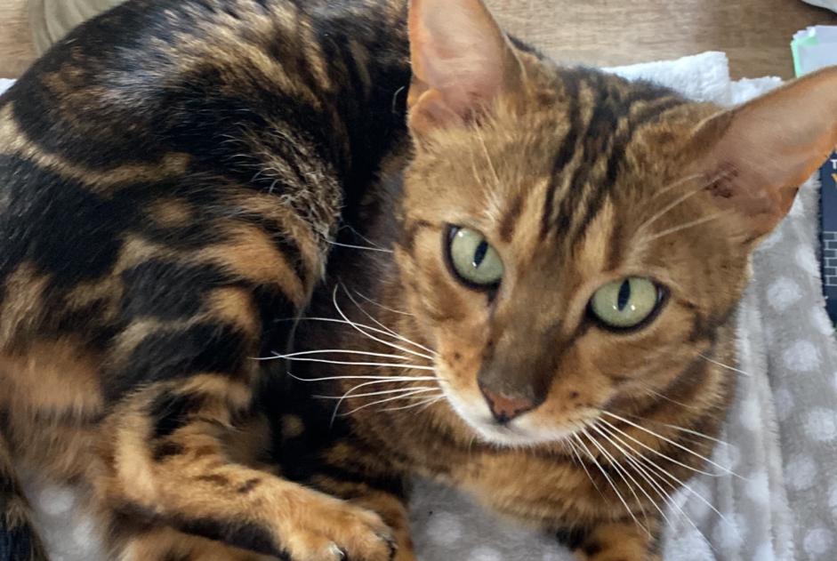 Avviso scomparsa Gatto  Maschio , 5 anni Mouy Francia