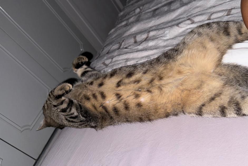 Avviso scomparsa Gatto  Femmina , 2 anni La Tremblade Francia