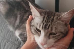 Avviso scomparsa Gatto  Femmina , 1 anni La Crau Francia
