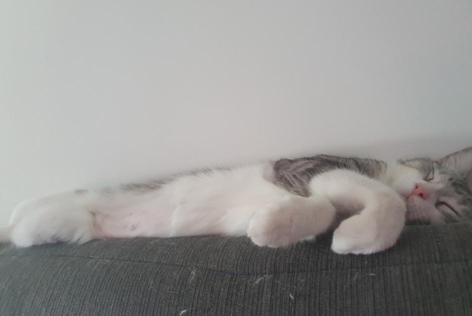 Avviso scomparsa Gatto  Femmina , 1 anni La Crau Francia