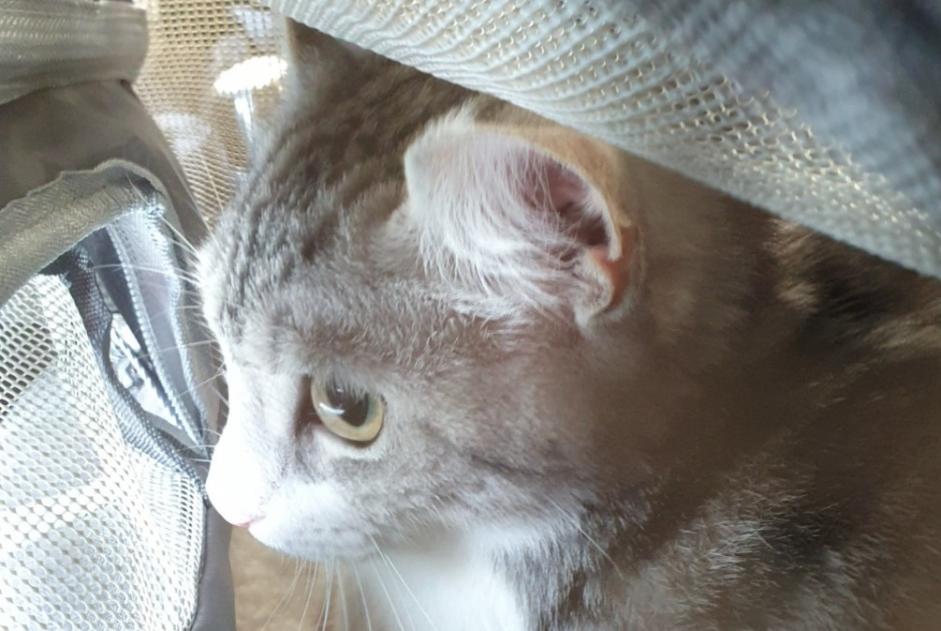 Avviso scomparsa Gatto  Femmina , 1 anni La Crau Francia