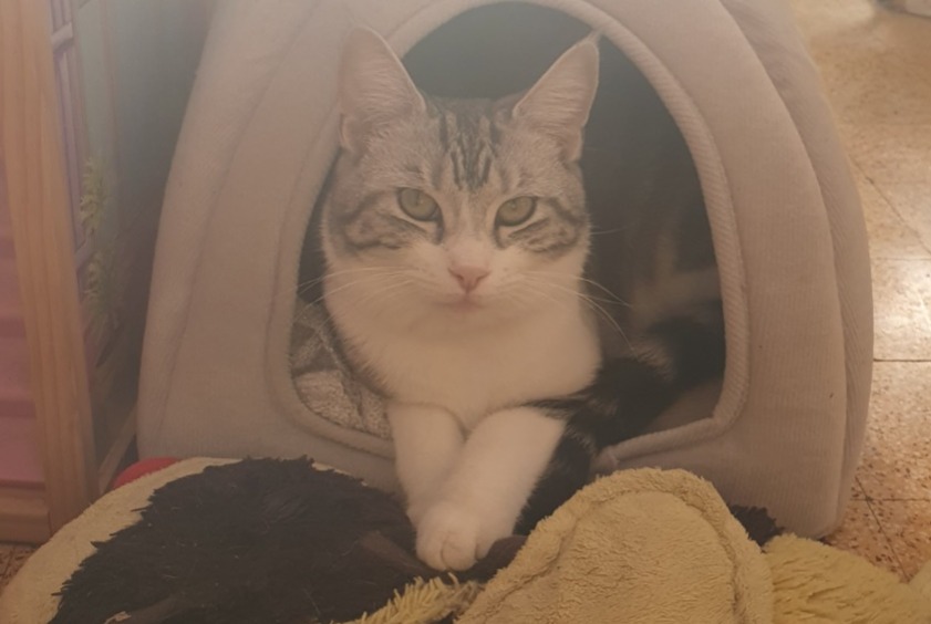 Avviso scomparsa Gatto  Femmina , 1 anni La Crau Francia