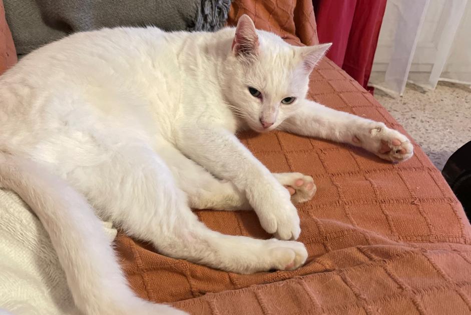 Avviso scomparsa Gatto Maschio , 10 anni Aigaliers Francia