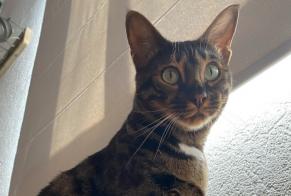 Avviso scomparsa Gatto  Femmina , 3 anni Limoges Francia