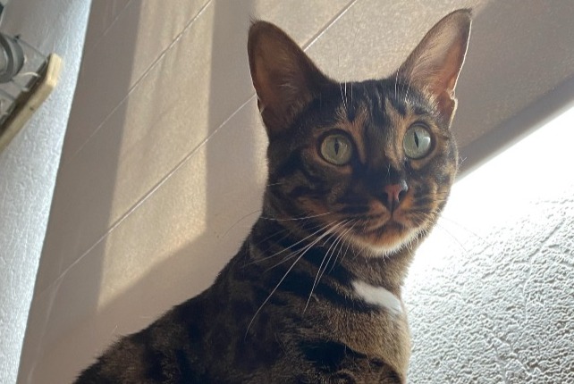 Avviso scomparsa Gatto  Femmina , 3 anni Limoges Francia