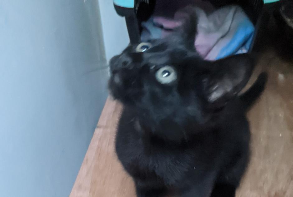 Avviso Ritrovamento Gatto Non conosciuta , Tra 1 e 3 mesi Ergny Francia