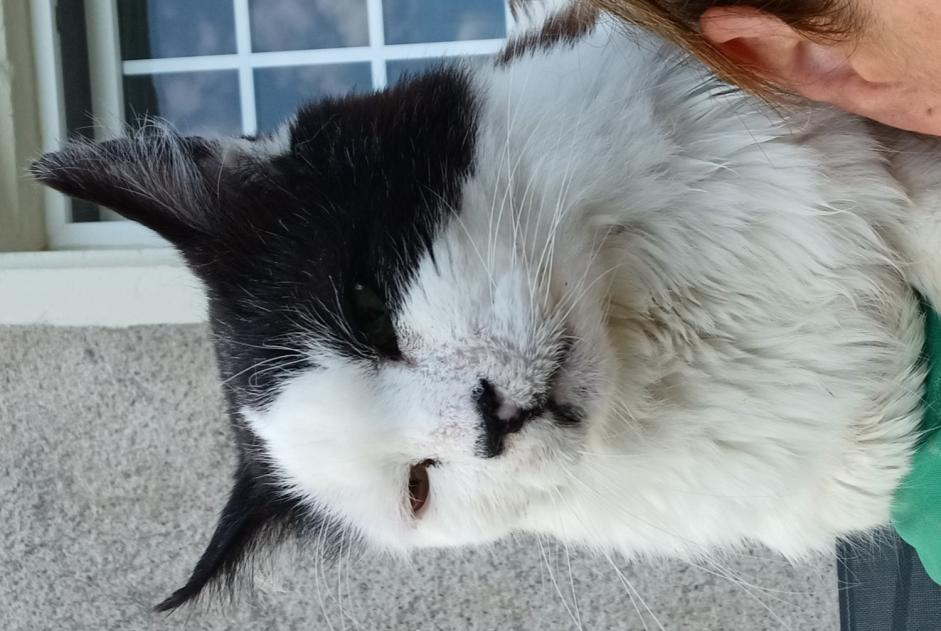 Avviso scomparsa Gatto Maschio , 15 anni Bouzanville Francia
