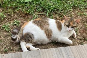 Avviso scomparsa Gatto  Femmina , 4 anni Sauvagnon Francia