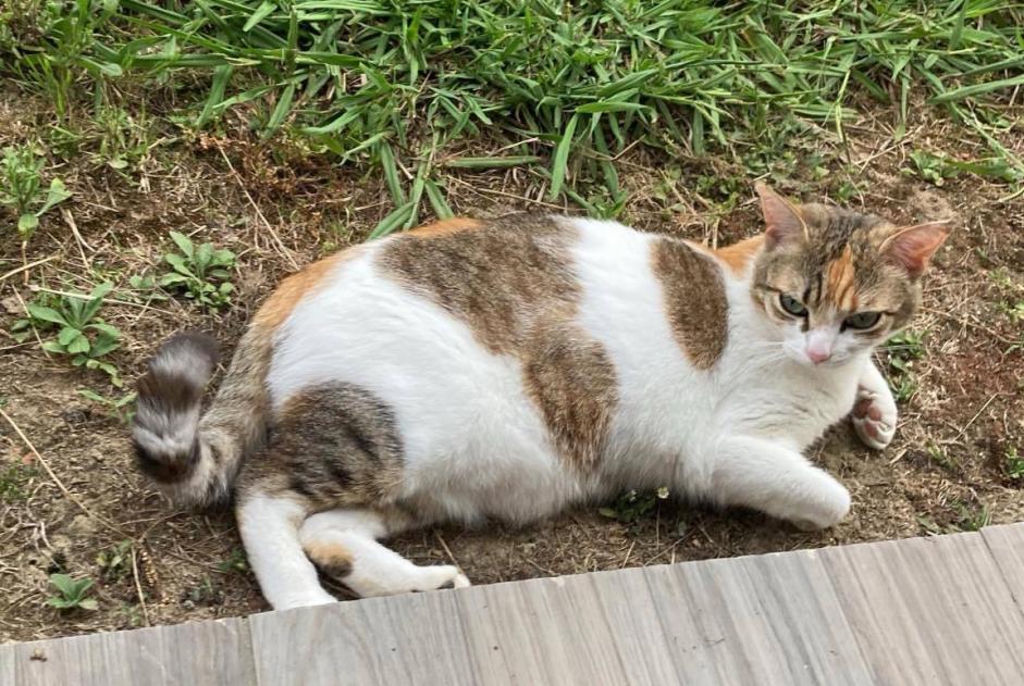 Avviso scomparsa Gatto  Femmina , 4 anni Sauvagnon Francia
