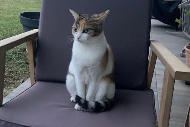 Avviso scomparsa Gatto  Femmina , 4 anni Sauvagnon Francia