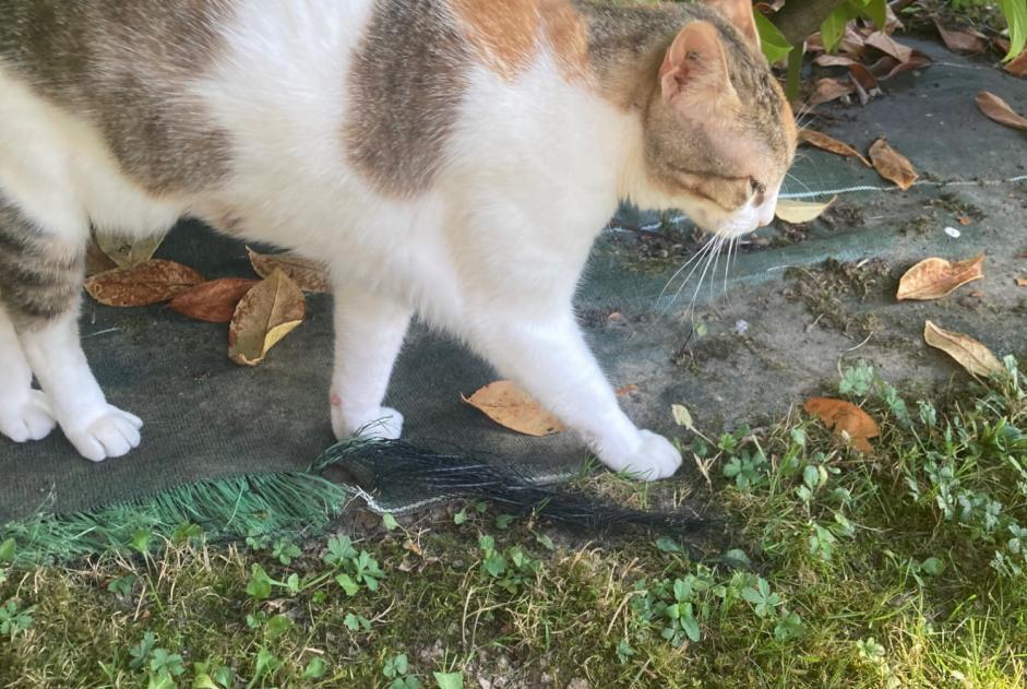 Avviso scomparsa Gatto  Femmina , 4 anni Sauvagnon Francia