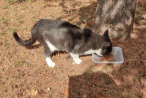 Avviso Ritrovamento Gatto Maschio Sète Francia