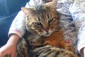 Avviso scomparsa Gatto incrocio di razze  Maschio , 13 anni Marseille Francia