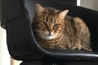Avviso scomparsa Gatto incrocio di razze  Maschio , 13 anni Marseille Francia